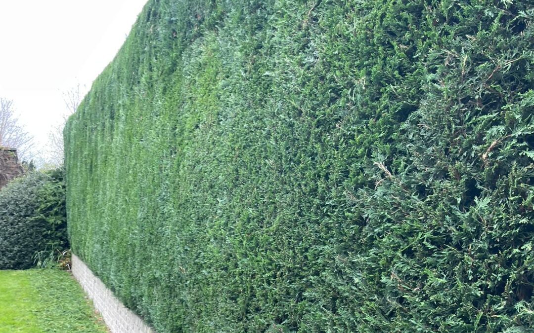 Strategic Reduction of Hedges in Rotherham: A Review
