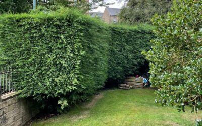 Mastering Hedge Trimming Techniques in Doncaster