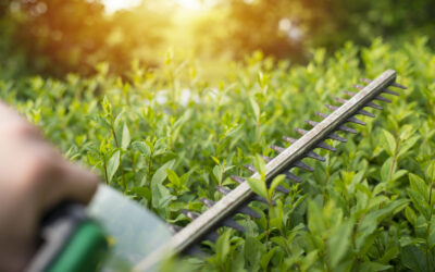 The Environmental Benefits of Proper Hedge Maintenance