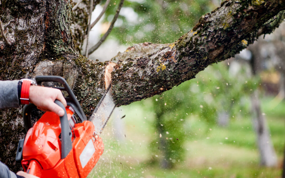 Strategic Tree Thinning Initiatives in Rotherham