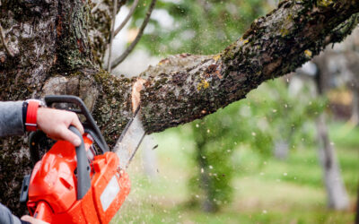 Strategic Tree Thinning Initiatives in Rotherham
