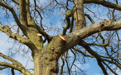 Assessing the Impact of Tree Reduction in Rotherham