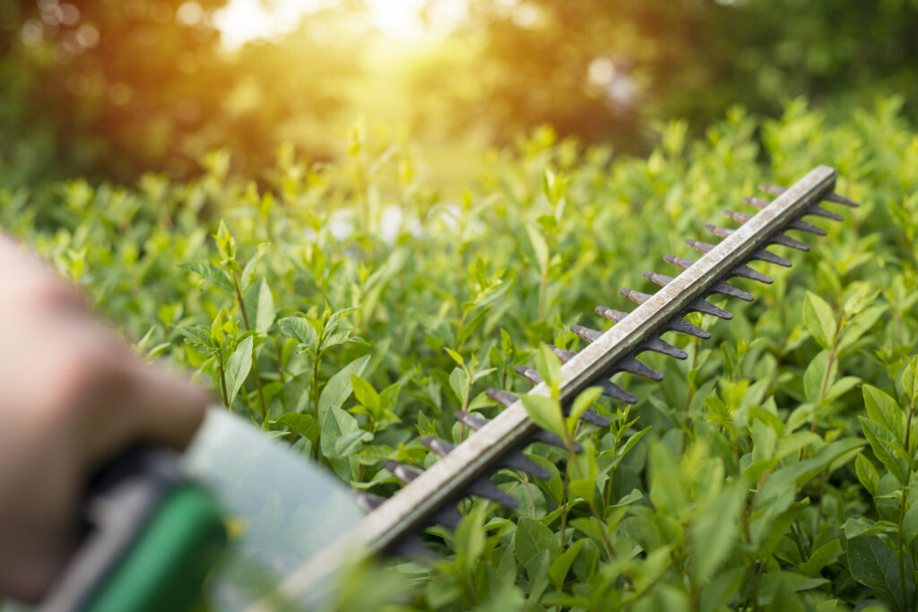 Mastering the Art of Hedge Trimming in Rotherham iStock 1053388142
